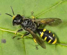 Gravehveps - Ectemnius ruficornis